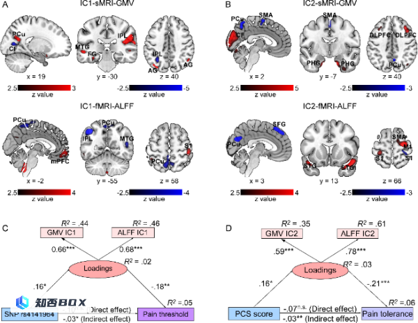 中科院：发现中介遗传和心理调节疼痛敏感性的多模态共变脑模式