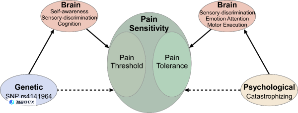 中科院：发现中介遗传和心理调节疼痛敏感性的多模态共变脑模式